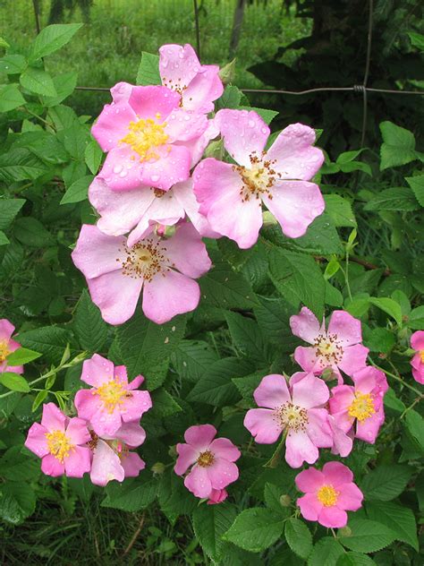 Growing Wild Climbing Rose From Seed - From Hip To Trellis In 7 Steps - raincitystudios.com