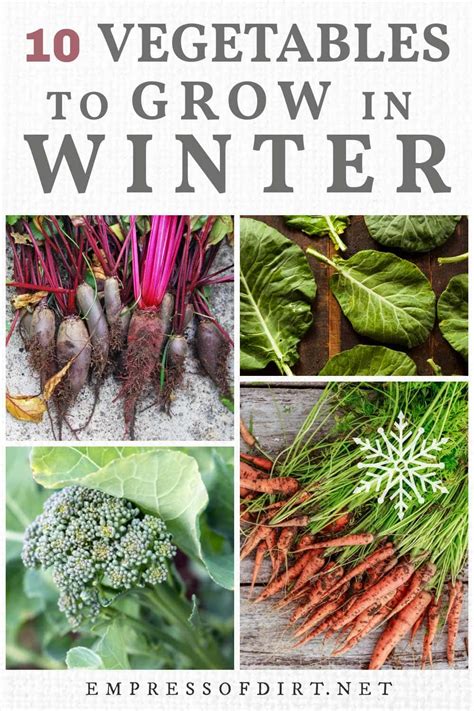 Growing Winter Vegetables - How to Broccoli Raab from seed - Shows ... - balustradellc