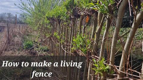 Growing with Nature: How to Create a Living Fence - raincitystudios.com