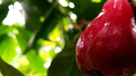 Growing Your Malay Apple Outdoors - raincitystudios.com