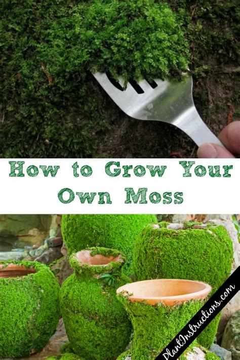 Read Online Growing A Moss Garden Comprehensive Guide On Growing Your Own Moss Garden Backyard By Daniels Ross Phd
