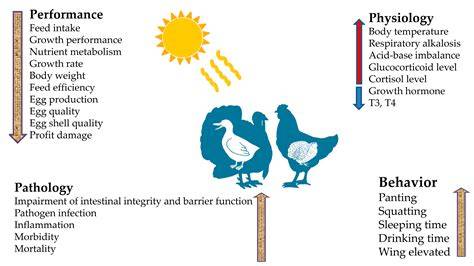 Growth, physiological, and molecular responses of broiler quail to ... - raincitystudios.com
