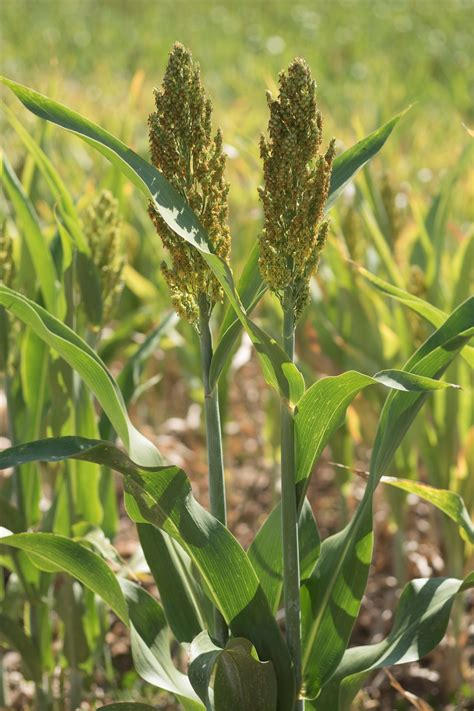 Growth and Production of Sorghum (Sorghum bicolor (L.) Moench ... - balustradellc