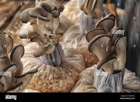 Growth of oyster mushroom using sawdust and … - raincitystudios.com