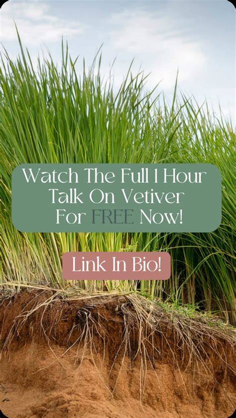 Growth of vetivergrass for cutslope landscaping: Effects of container ... - raincitystudios.com