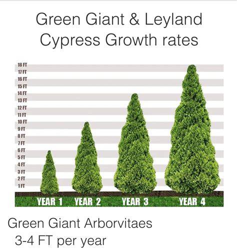 Growth Rate of Ironwood - raincitystudios.com