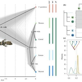 Growth-ring boundaries of tropical tree species: Aiding delimitation by ... - raincitystudios.com