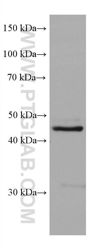 GSDMD antibody (66387-1-Ig) Proteintech - ptglab