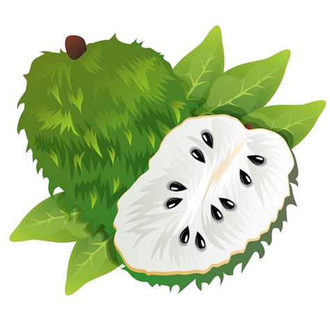 Guanabanas Free Stock Vectors - VistaCreate - raincitystudios.com