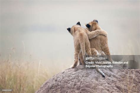 Guarded by the Pride: A Rare Moment of Trust with Lion Cubs In the ... - balustradellc