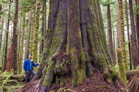 Guardians of the Forest: The Vital Role of Old Growth Trees - raincitystudios.com