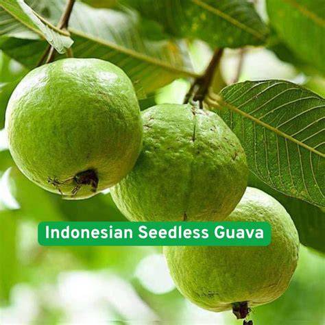 Guava Bahasa Indonesianya - raincitystudios.com