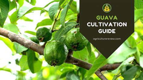 Guava Cultivation: A Complete Guide for Beginners - raincitystudios.com