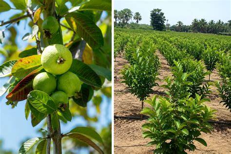 Guava Cultivation Information Guide - Asia Farming - raincitystudios.com