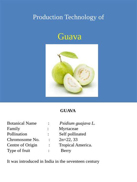 Guava Production and Improvement in India: an Overview - raincitystudios.com