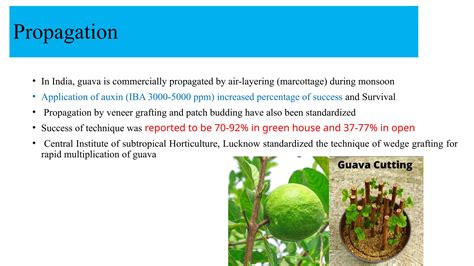Guava Production Technology Overview | PDF | Grafting | Soil - raincitystudios.com