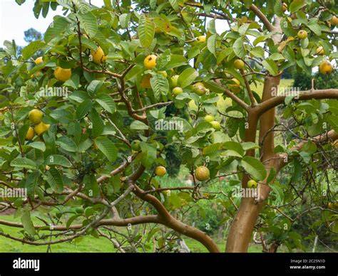 Guava Trees & Plants For Sale | Buy Guava Tree Varieties Online - raincitystudios.com
