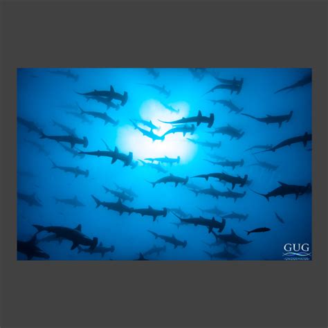 Gug Underwater | Luxury Ocean Art For Your Home and Office - raincitystudios.com