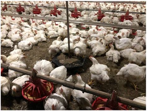 Guidance: Pigs and poultry intensive farming: environmental permits - balustradellc