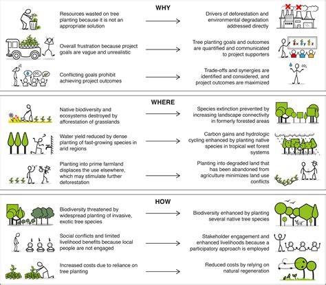 Guidance for successful tree planting initiatives - raincitystudios.com