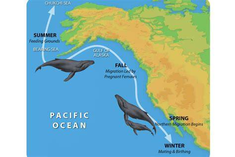 Guidance on how to capture marine mammal migration routes. - raincitystudios.com