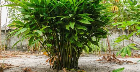 guidance required regarding planting galangal from … - balustradellc