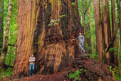 Guide to California Redwoods: Giant Trees and Old … - balustradellc