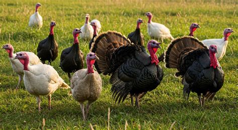 Guide to Choosing and Raising Turkeys - Treehugger - balustradellc