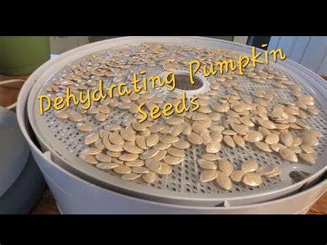 Guide to Dehydrating Pumpkin Seeds - Kitchen … - raincitystudios.com