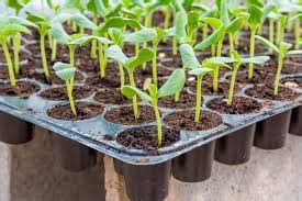 Guide to Establishing and Managing Seedling Nurseries - raincitystudios.com