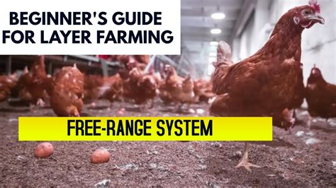 Guide to free range layer hens - The South African … - balustradellc