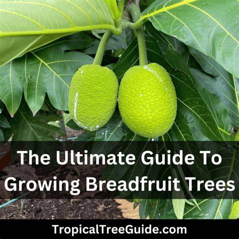 Guide to Growing Breadfruit | Global Breadfruit - raincitystudios.com
