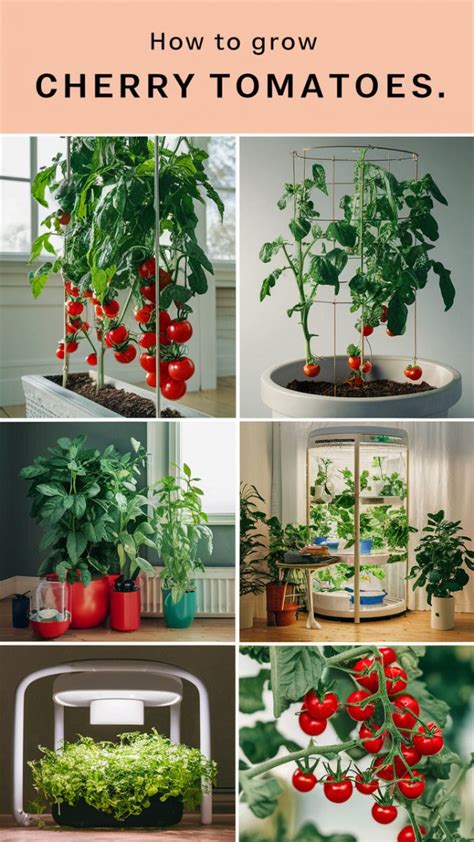 Guide to Growing Cherry Tomatoes at Home - Planting … - balustradellc