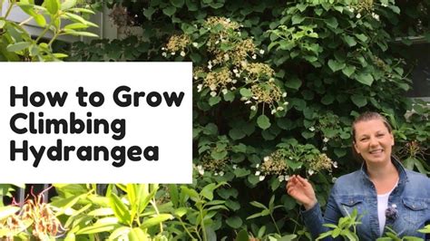 Guide to Growing Climbing Hydrangea + False … - raincitystudios.com