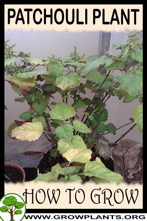 Guide to Growing Patchouli Plant in a Pot - balustradellc