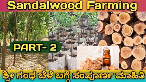 Guide to growing sandalwood plantations in Western Australia - raincitystudios.com
