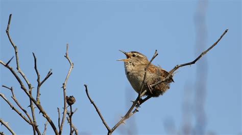 Guide to identifying birdsong | Wildlife | National Trust - balustradellc