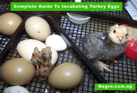Guide To Incubating and Hatching Turkey Eggs - balustradellc