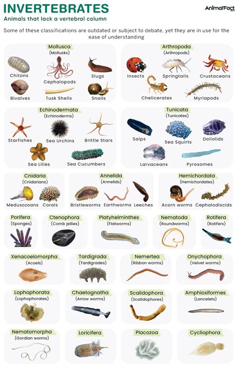 Guide to INVERTEBRATE ANIMALS - Springer - raincitystudios.com