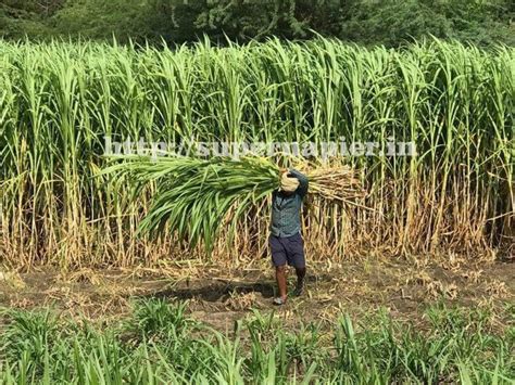 Guide to Plant, Harvest and Feed the Super Napier - balustradellc
