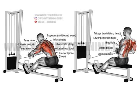Guide to Seated Cable Row: Techniques and More - balustradellc