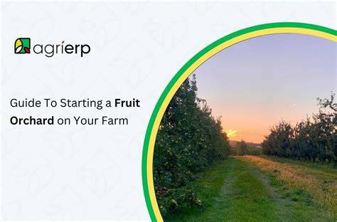 Guide To Starting a Fruit Orchard on Your Farm - raincitystudios.com