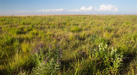 Guides to Prairie Restoration in Minnesota | TNC - raincitystudios.com