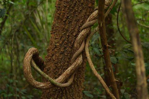 Guinean forest–savanna mosaic - raincitystudios.com