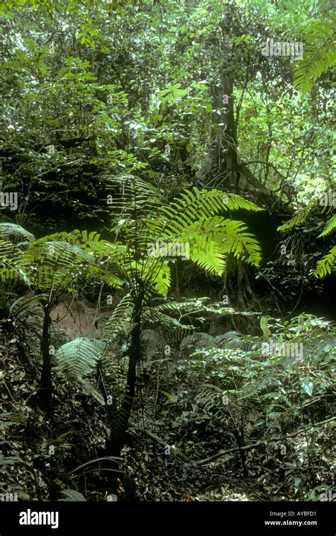 Guinean Forests of West Africa - raincitystudios.com