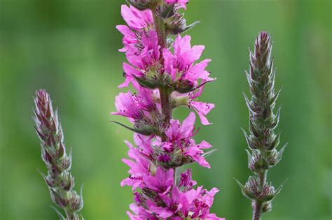 GUL LOOSESTRIFE - ANV&auml;NDNING OCH BEHANDLING F&ouml;R H&auml;LSA