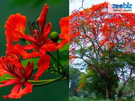 Gulmohar Tree - msbecl.ac.in - raincitystudios.com