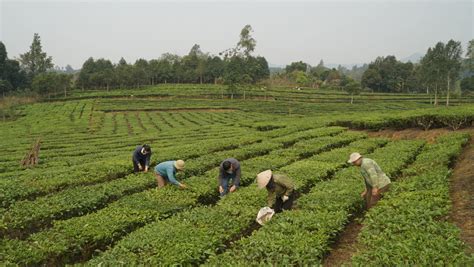 Gunung Mas Tea Plantation | The Best Agro-Tourism in Puncak Pass - balustradellc