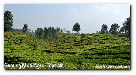 Gunung Mas Tea Plantation – Agrijaya Indonesia - balustradellc