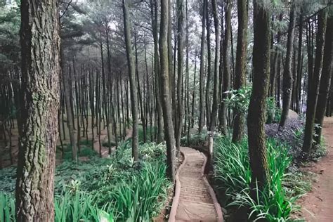 Gunung Pancar - Wisata Bagus - balustradellc